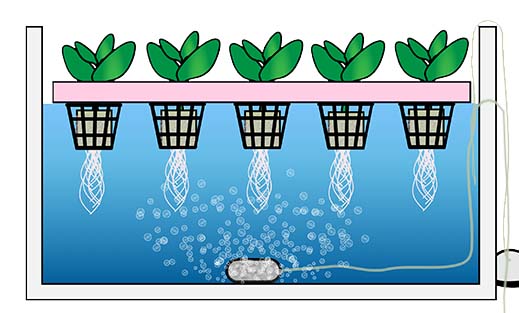 深水培养系统(dwc)工作原理