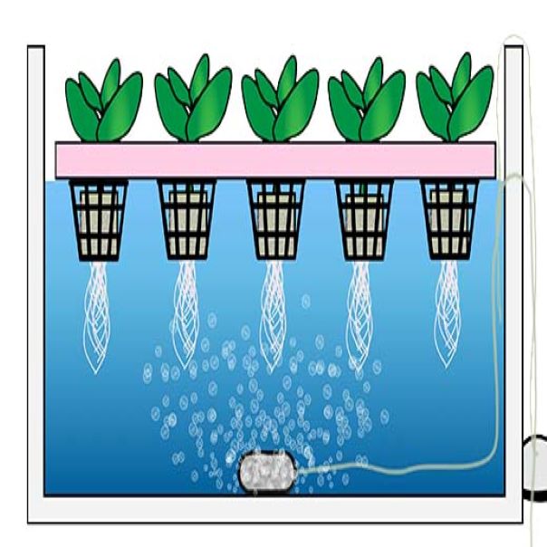 深水培养系统 (DWC)