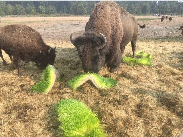 水培牧草