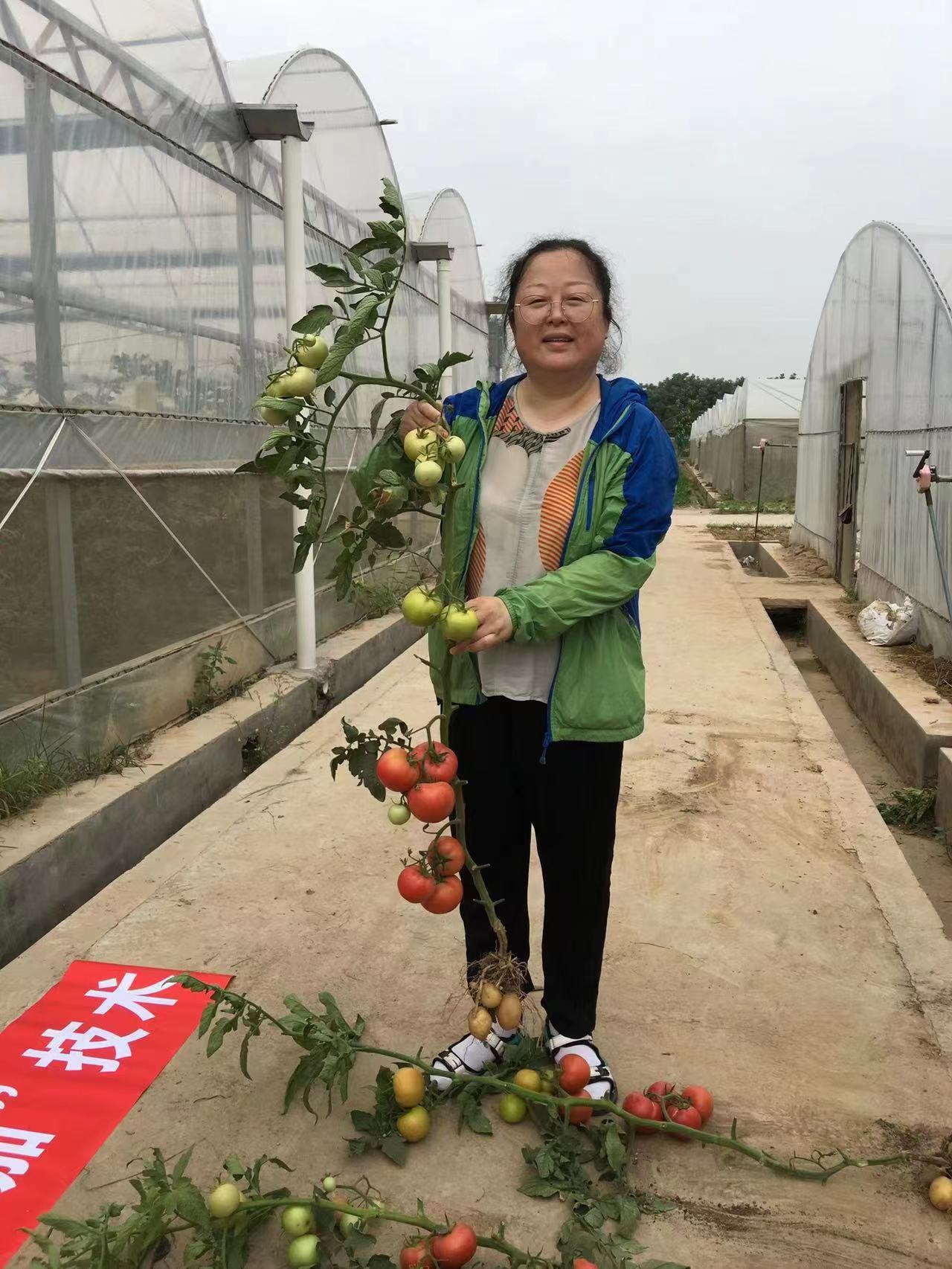 根下结土豆，枝上长番茄